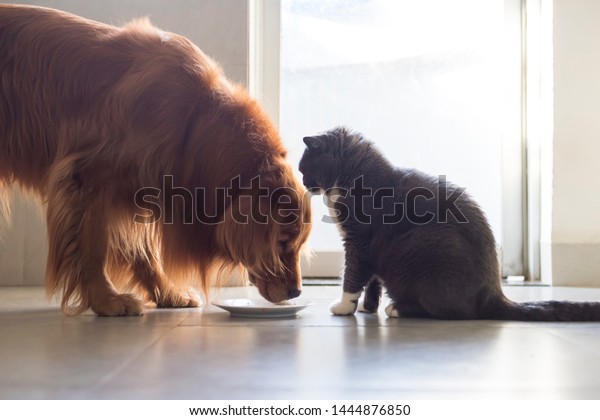 Golden Retriever British Shorthair Share Food Stock Photo Edit