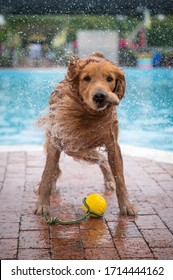 Golden retriever by the pool is throwing water off his body