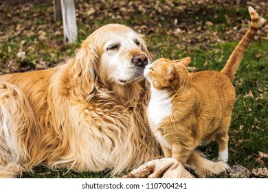 Golden Retriever And A Cat Giving Kisses.