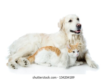 Golden Retriever And Cat. Looking Away. Isolated On White Background