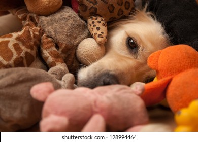 Golden retriever completely covered by pet toys