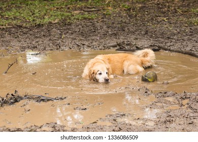 Golden Retriever Cooling Off In A Mud Puddle After Playing Fetch The Ball On Summer Day.
