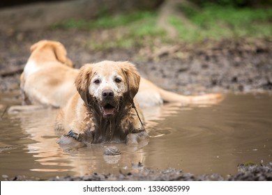 Golden retriever couple cooling off in a mud puddle after playing fetch the ball on summer day. - Powered by Shutterstock