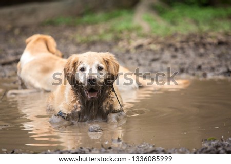 Golden retriever couple cooling off in a mud puddle after playing fetch the ball on summer day.