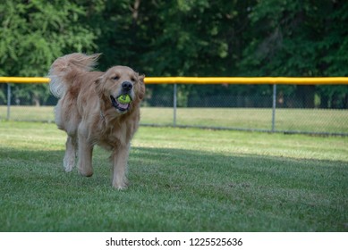 Golden Retriever Cute