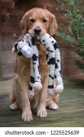 Golden Retriever Cute