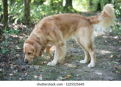 Golden Retriever Cute