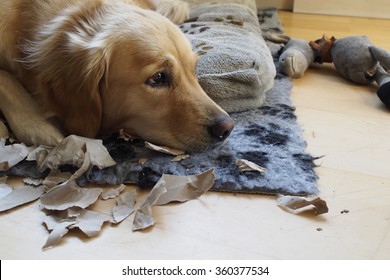 golden retriever destroy paper