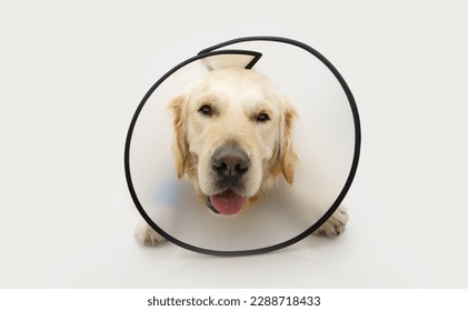 Golden retriever dog after surgery wearing a cone. puppy sick, ill or injured. Isolated on white background - Powered by Shutterstock