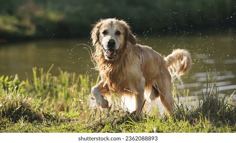 Golden retriever dog after swimming in river. Wet labrador doggy pet drying itself near lake and water drops in air - Powered by Shutterstock