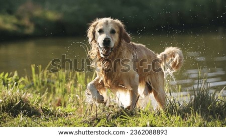 Golden retriever dog after swimming in river. Wet labrador doggy pet drying itself near lake and water drops in air