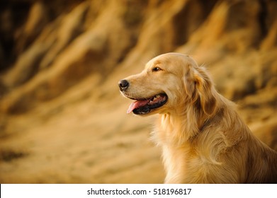 Golden Retriever dog against natural stone bluffs