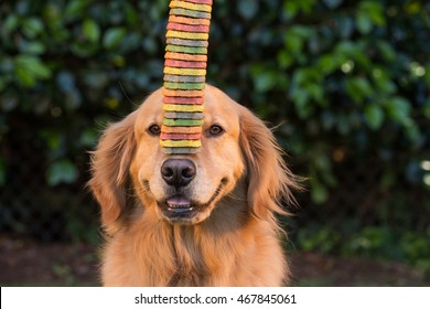 Golden Retriever Dog balancing cookies on his nose