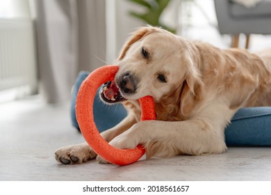 Golden Retriever Dog Biting Ring Toy While Lying On Dog Bed At Home