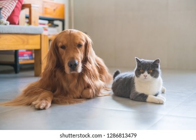 Grey Cat Golden Retreiver Images Stock Photos Vectors