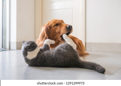 Royalty Free Katze Hund Freunde Stock Images Photos