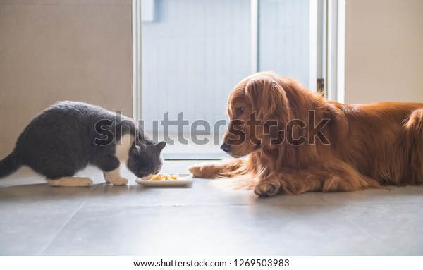 Golden Retriever Dog British Shorthaired Cats Animals Wildlife