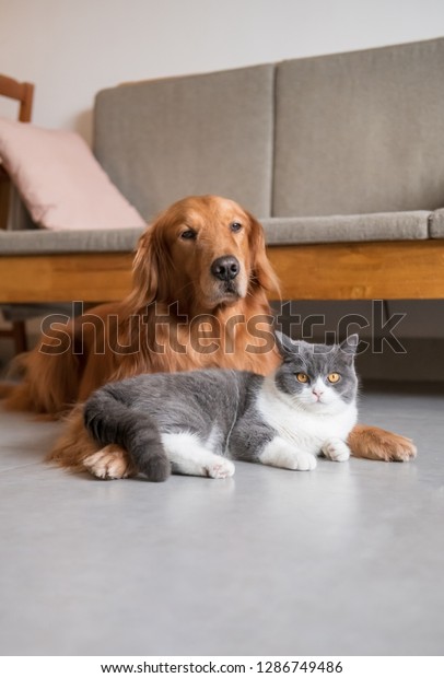 Golden Retriever Dog British Shorthaired Cat Stock Photo Edit Now