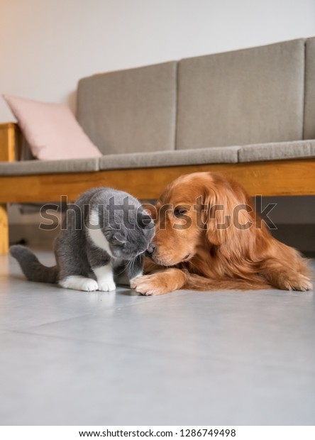 Golden Retriever Dog British Shorthaired Cat Stock Photo Edit Now