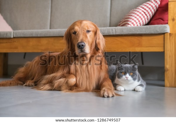 Golden Retriever Dog British Shorthaired Cat Stock Photo Edit Now