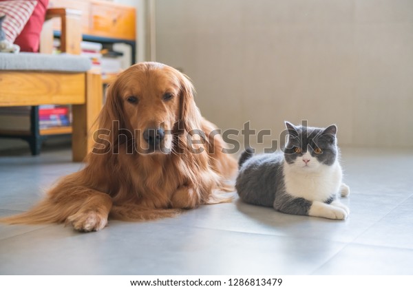 Golden Retriever Dog British Shorthaired Cat Stock Photo Edit Now