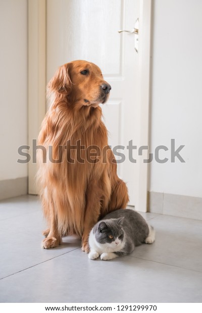 Golden Retriever Dog British Shorthaired Cat Royalty Free Stock