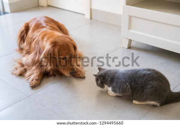 Golden Retriever Dog British Shorthaired Cat Stock Photo Edit Now