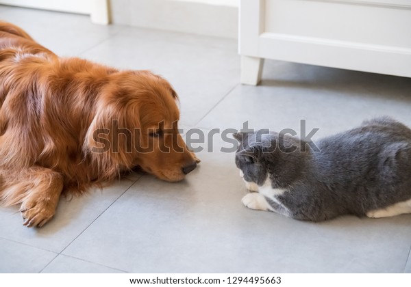 Golden Retriever Dog British Shorthaired Cat Stock Photo Edit Now