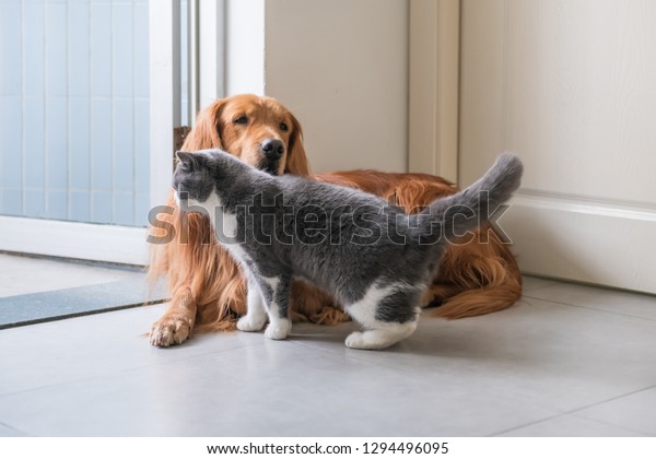 Golden Retriever Dog British Shorthaired Cat Stock Photo Edit Now