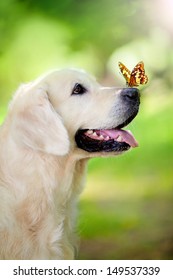 Golden Retriever Dog With Butterfly