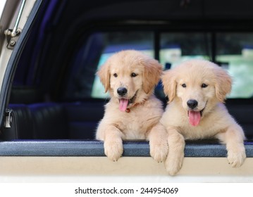 Golden Retriever Dog In Car Animal Travel