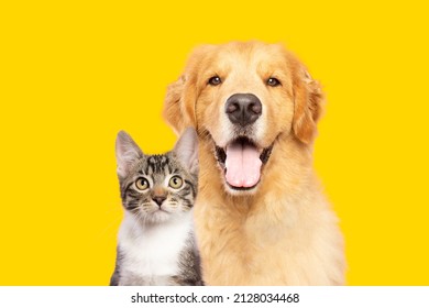 Golden retriever dog and cat portrait together on yellow background