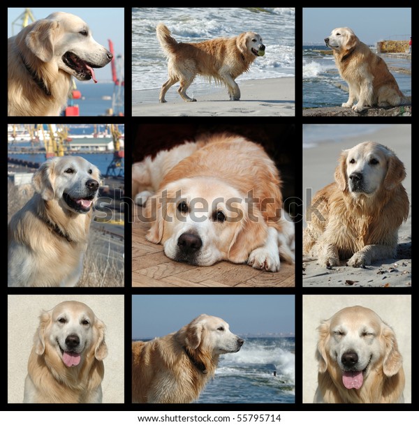Golden Retriever Dog Collage Stock Photo (Edit Now) 55795714