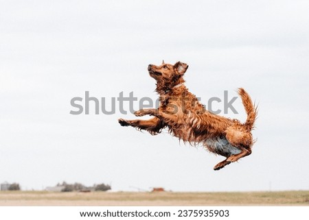 Golden Retriever dog competing in dock diving swimming sport event on a cloudy overcast summer day