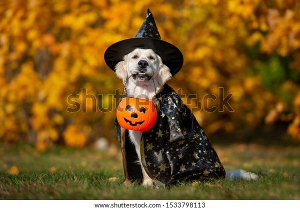 golden retriever dog in a costume posing for Halloween\
outdoors 