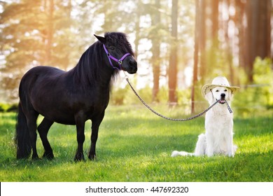 golden retriever dog in a cowboy hat holding a pony on a leash