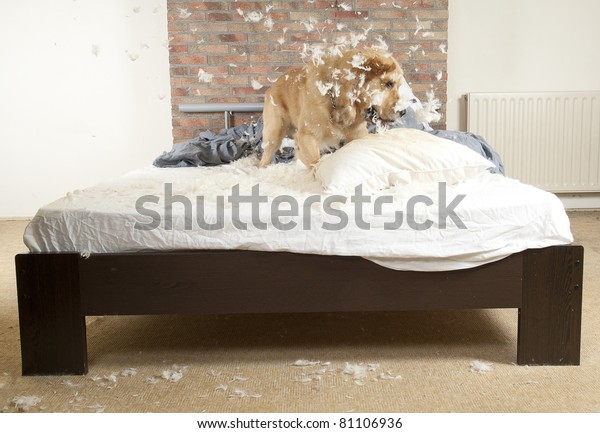ゴールデンレトリーバー犬が寝室のベッドで枕を取り壊す の写真素材 今すぐ編集