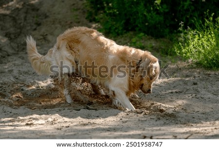 Golden Retriever Dog Digs Hole In Sand