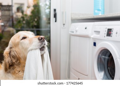 Golden Retriever Dog Doing Laundry At Home