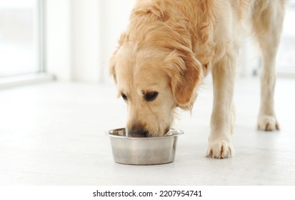 Golden retriever dog drinking water from metal bowl at home. Purebred dog eating in room with sunlight - Shutterstock ID 2207954741