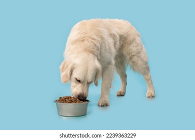 Golden retriever dog eating dry food from bowl isolated over blue background, studio shot. copy space, banner. Labrador enjoying meal, full length - Powered by Shutterstock