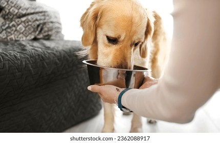 Golden retriever dog eating special food from metal bowl in girl owner hand. Purebred pet doggy with special dry feed diet at home - Powered by Shutterstock