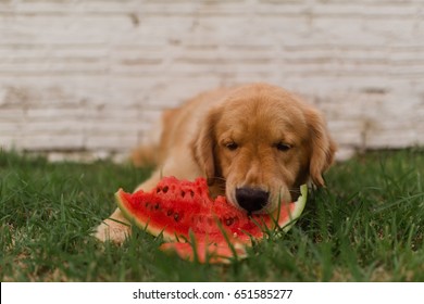 1,322 Dog eating watermelon Images, Stock Photos & Vectors | Shutterstock