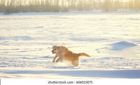 Golden Retriever Dog Enjoying Winter Jumping Stock Photo 606015875 ...