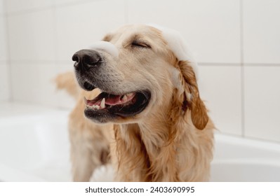 Golden Retriever Dog Enjoys A Bath In A White Tub With Foam On Its Head - Powered by Shutterstock