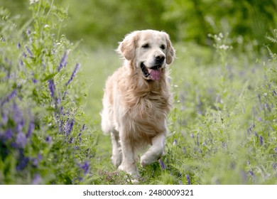 Golden Retriever Dog Enjoys A Walk In Forest Among Flowers - Powered by Shutterstock