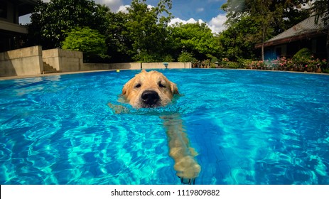 Golden Retriever (Dog) Exercises in Swimming Pool 