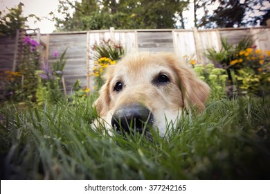 Golden Retriever Dog With A Fish Eye Lens