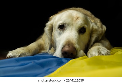 Golden Retriever dog with flag of Ukraine. Ukrainian animals and pets crisis during Russia invasion.