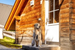 Golden Retriever Dog In Front Of A Chalet Annex Holiday Home In A Holiday Park In Katschberg, Kärnten, Carinthia, Austria